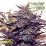 Blueberry feminised Monster Cannabis